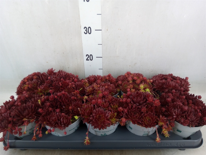 <h4>Sempervivum   ...</h4>