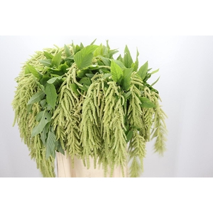 Amaranthus Caudatus Viridis