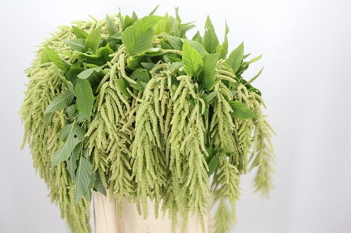 <h4>Amaranthus Caudatus Viridis</h4>