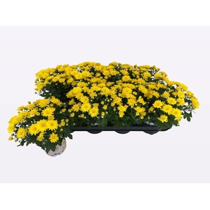 CHRY PARAD YELLOW