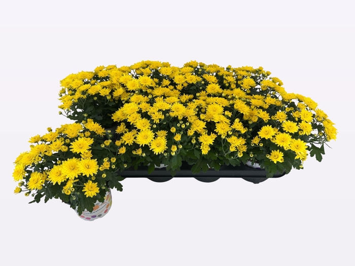 <h4>CHRY PARAD YELLOW</h4>