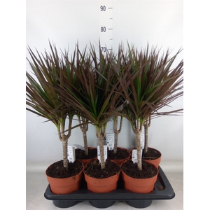 Dracaena marg. 'Magenta'