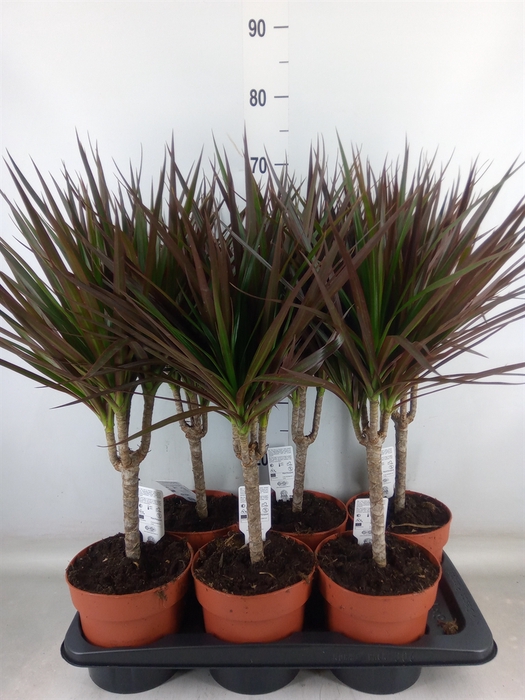 <h4>Dracaena marg. 'Magenta'</h4>