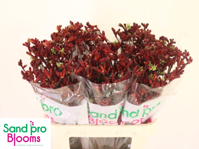 <h4>ANIGOZ EARLY SPRING</h4>