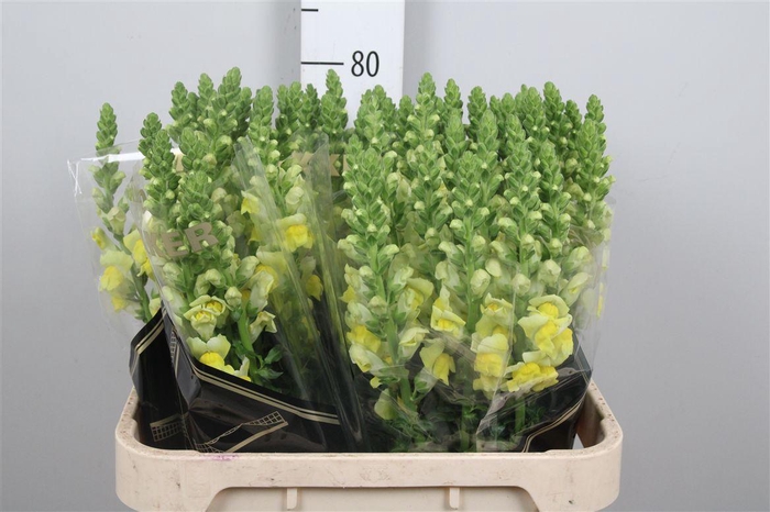 <h4>Antir Op Yellow</h4>