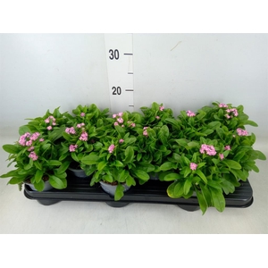 Myosotis sylv. 'Mon Amie'