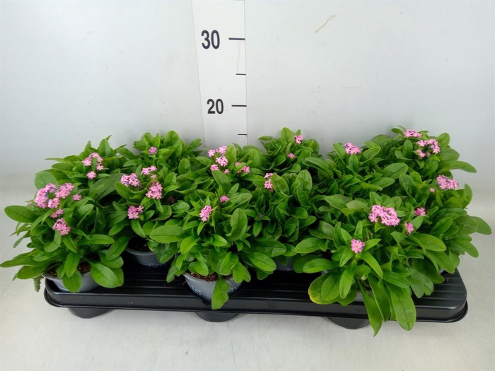 <h4>Myosotis sylv. 'Mon Amie'</h4>