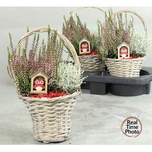 ARR TUINPLANTEN