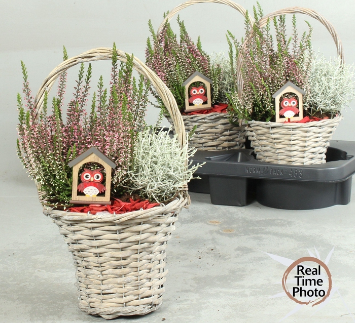 <h4>ARR TUINPLANTEN</h4>