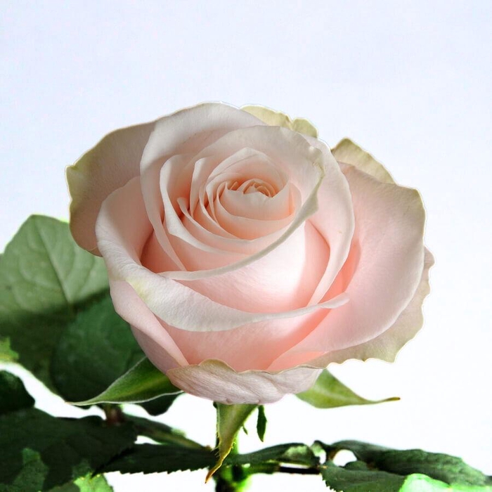 <h4>R GR POMAROSA</h4>