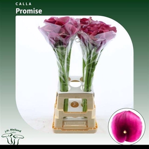 ZANT CAPT PROMISE