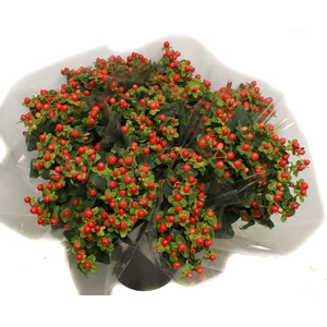 Mono Hypericum