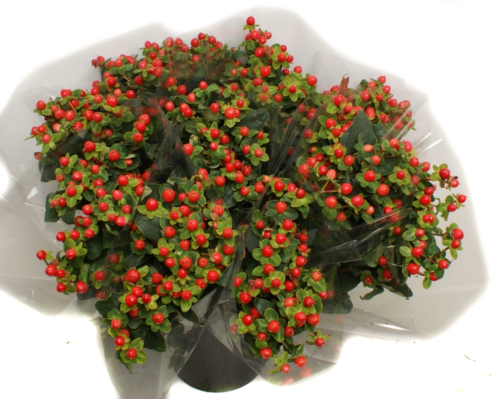 <h4>Mono Hypericum</h4>