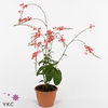 Olijfboom Olea europaea Stam 75cm