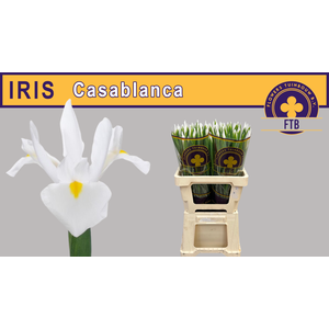 IRIS CASABLANCA