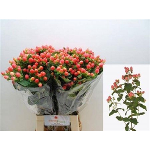 Hyp Mag Roy Princess Xtra