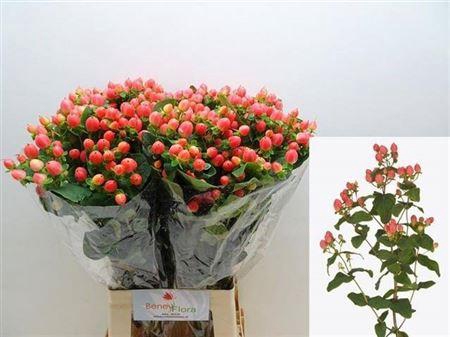 <h4>Hyp Mag Roy Princess Xtra</h4>