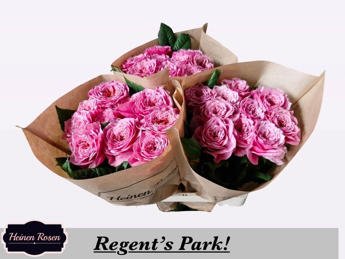 <h4>R GR REGENTS PARK!</h4>