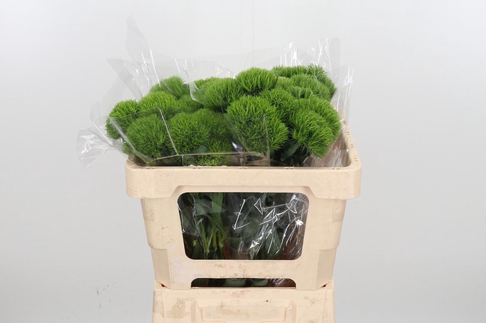 <h4>Di Barb Kiwi Mellow</h4>