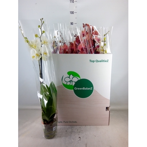 Phalaenopsis   ...mix