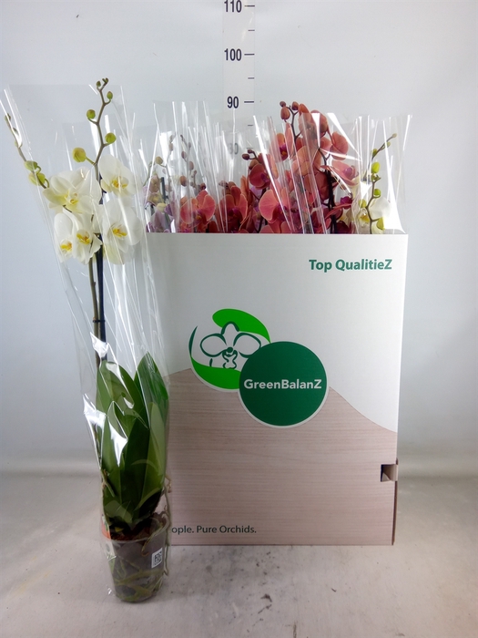 <h4>Phalaenopsis   ...mix</h4>