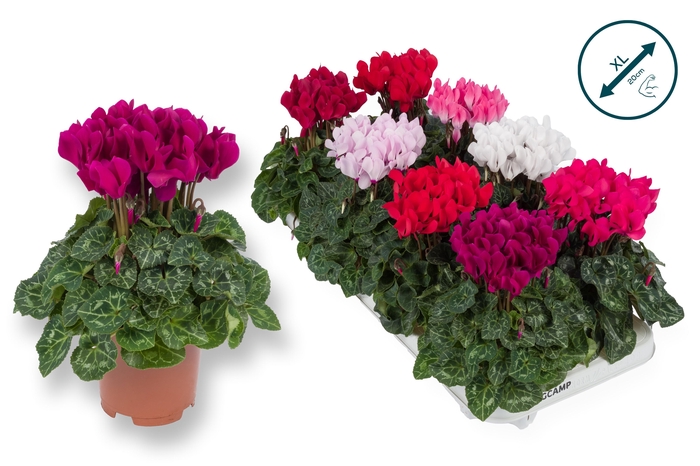 <h4>Cyclaam-XL-MIX</h4>