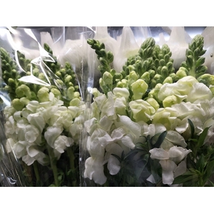 AA.Snapdragon White