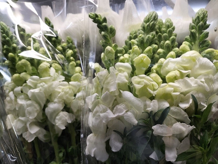 <h4>AA.Snapdragon White</h4>