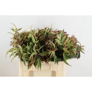 LEUCOTHOE RAINBOW 050CM