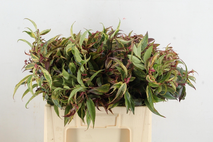 <h4>LEUCOTHOE RAINBOW 050CM</h4>