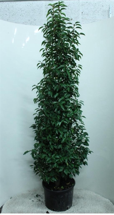 <h4>Prunus lusit.</h4>