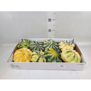 Cucurbita