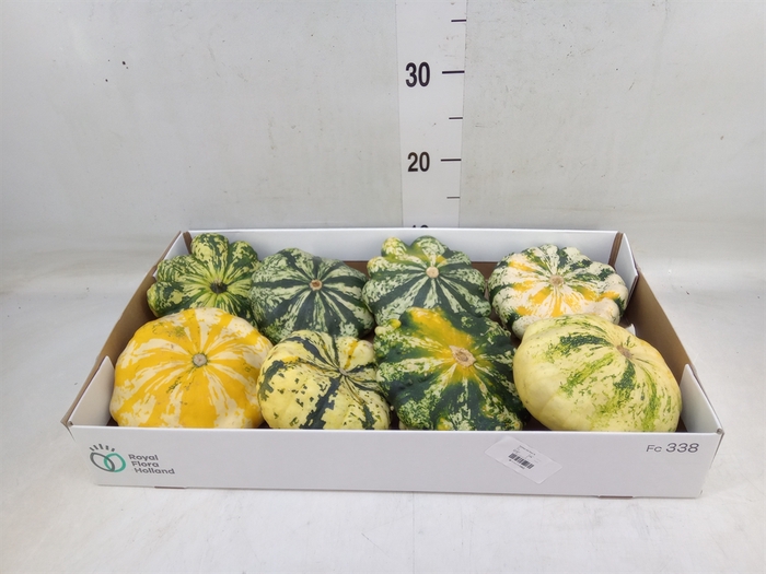 <h4>Cucurbita</h4>
