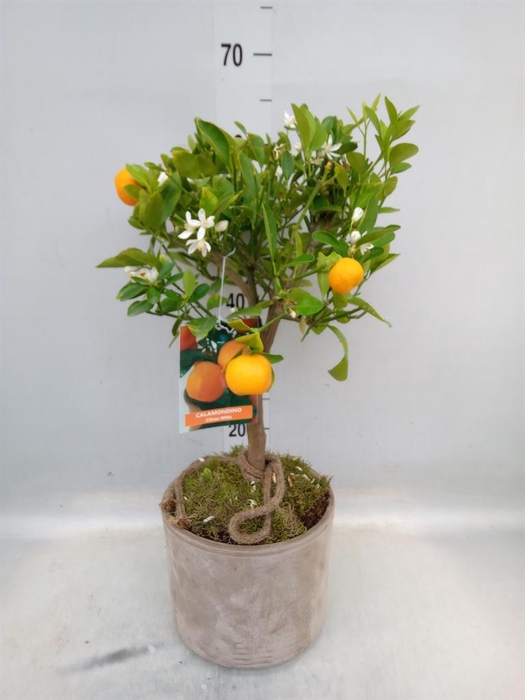 <h4>Arr. Tuinplanten H%</h4>