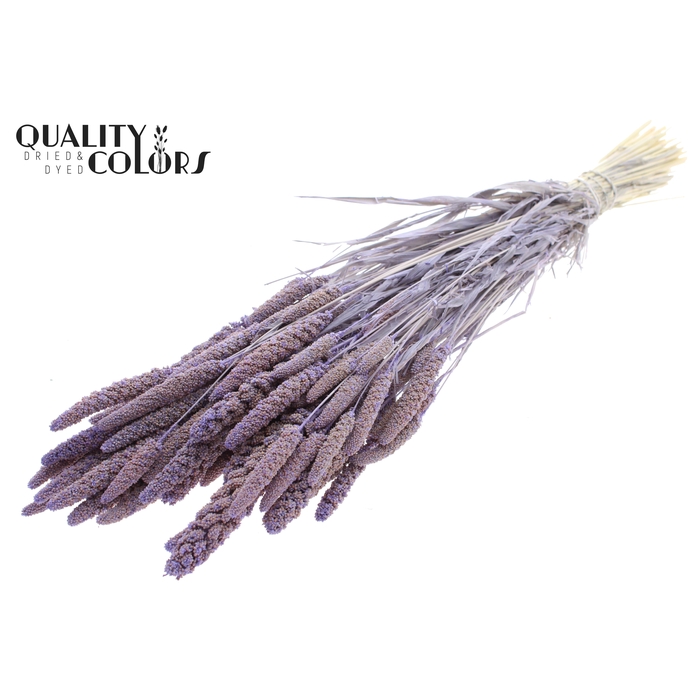 <h4>Gierst per bunch Bleached Frosted Milka</h4>