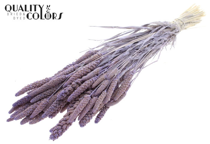 Gierst per bunch Bleached Frosted Milka