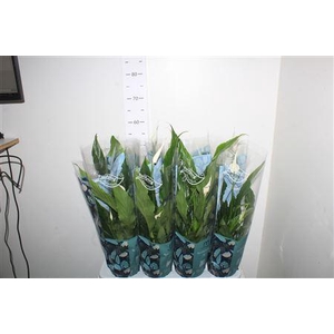 ** Spath Sweet Chico 3+ Winter Promo *