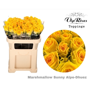 R GR MARSHMALLOW SUNNY ALPE D