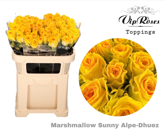 <h4>R Gr Marshmallow Sunny Snowstorm</h4>