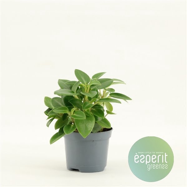 <h4>Peperomia Pixie Green</h4>