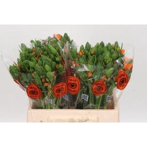 Ornithogalum Dubium Sunshine