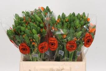 <h4>Ornithogalum Dubium Sunshine</h4>