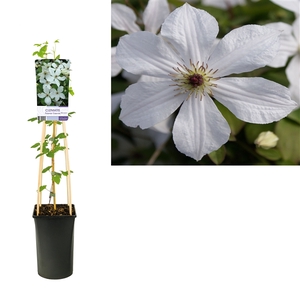 Clematis 'Forever Friends' PBR +light label