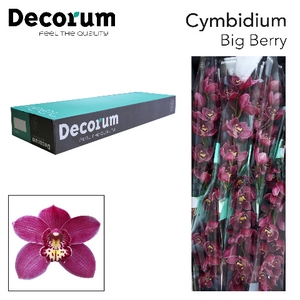 Cymbidium Big Berry Doos