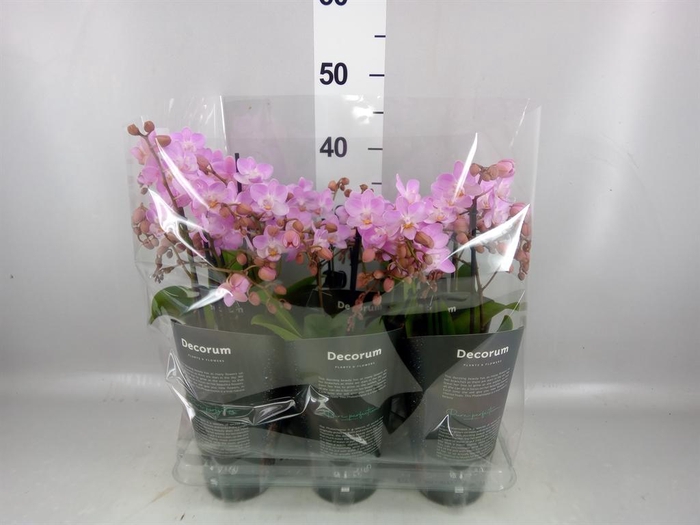 <h4>Phalaenopsis multi.   ...rose</h4>
