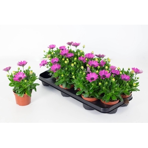 Osteo Señorita Davina