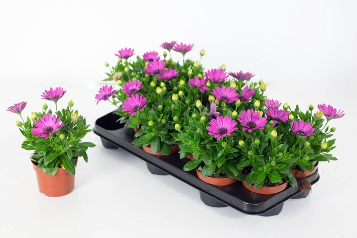 <h4>Osteo Señorita Davina</h4>