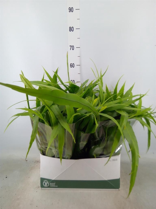 <h4>Epiphyllum   ...</h4>