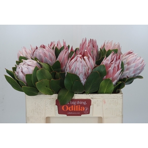 Protea Cynaroides
