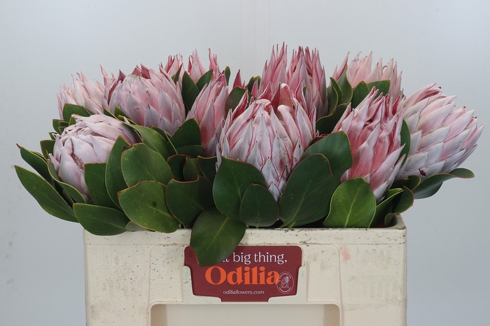 <h4>Protea Cynaroides</h4>